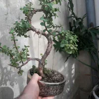 بونسای ژاپنی|گل و گیاه طبیعی|رشت, باهنر|دیوار