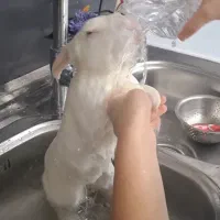 دو عدد خرگوش نر و ماده