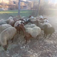 گوسفند داشتی|حیوانات مزرعه|مریوان, |دیوار