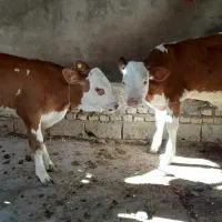 گوساله در وزنهای مختلف بازار بندر ترکمن