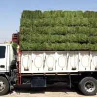 علوفه انباری|عمده‌فروشی|اصفهان, هزارجریب|دیوار