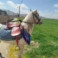 زین و یراق کامل اسب
