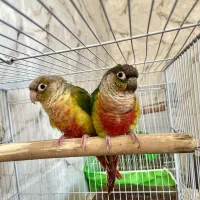 گرینچیک یلو ساید