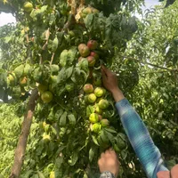 فروش ۲۴هکتار باغ میوه سرپوشیده استان قزوین|فروش دفتر صنعتی، کشاورزی، تجاری|قم, بلوار امین و ساحلی|دیوار