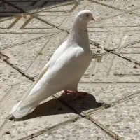 کفتر سفید نوک ریز معاوضه با خرقه