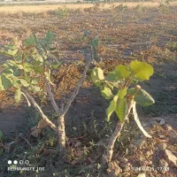 هرس، پیوند، باغبانی|خدمات باغبانی و درختکاری|مشهد, توس (بلوار توس)|دیوار