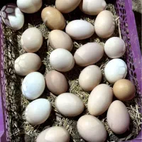 تخم مرغ محلی روز