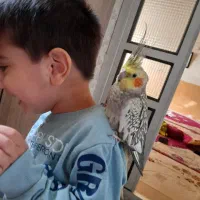 یک جفت عروس هلندی بالغ تخم گذار|پرنده|قم, قم نو|دیوار