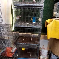 قفس غلامی ۴ خون