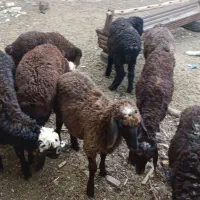 8تا بره جم کردنی گله گرد درجه یک افشاری