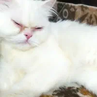 گربه پرشین ماده