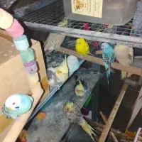 عروس هلندی مرغ عشق فنج
