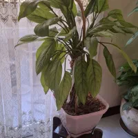 گل آپارتمانی