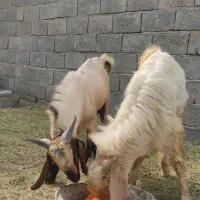 چپشت نری11 ماهه|حیوانات مزرعه|کهنوج, |دیوار