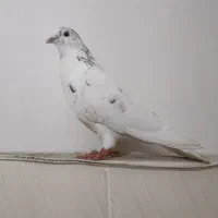کبوتر پرشی
