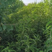 نهال|خدمات باغبانی و درختکاری|نوشین شهر, |دیوار