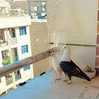 یک جفت کله سفید