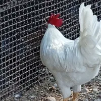 پرنده|پرنده|میناب, |دیوار