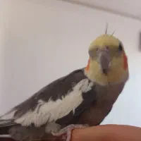 عروس هلندی نر