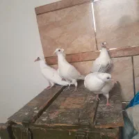 دم زرد دو جفت با۴تا جوجه