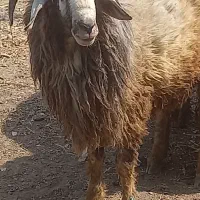 گوسفند