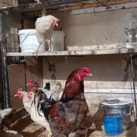 مرغ وخروس|حیوانات مزرعه|تهران, تاکسیرانی|دیوار