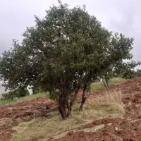 فروش فوری یک هکتار باغ بادام روانسر