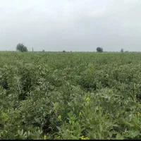 باقلا تازه سر زمین
