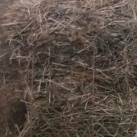 پرس وعلف وخار فروشی