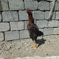 مرغ و خر‌وس لاری نسل