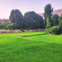 فروش-باغ