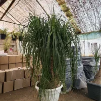 لیندا بیست و پنج ساله ۳ متری جعبه