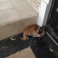 سگ پاکوتاه نژادش نمیدونم چیه ۱۵۰۰