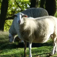 شیر خالص گوسفندی