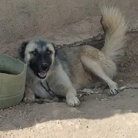 سگ نگهبان سرابی|سگ|تاکستان, |دیوار