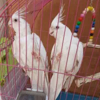 عروس  البینو