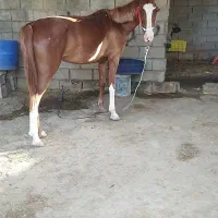 مادیودن نژاد کحیلان