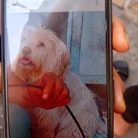 سگ پشمالو