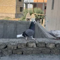 کبوتر|پرنده|آق قلا, |دیوار