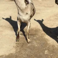 حیوون ناب|حیوانات مزرعه|قائن, |دیوار