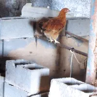 جوجه خانگی