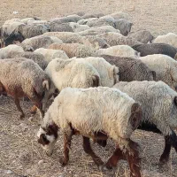 60تامیش ترکی بشرط جوان آبستن سرمایه جفتی 55