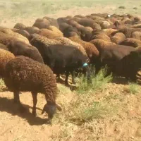 میش|حیوانات مزرعه|گلپایگان, |دیوار