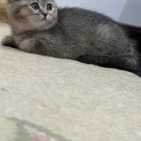 گربه