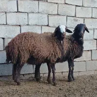 بره قوچ همو