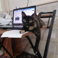 واگذاری رایگان گربه