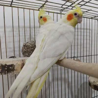 جفت عروس هلندی فوق مولد|پرنده|اندیمشک, |دیوار