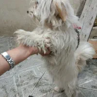سگ پاکوتا