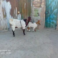 بز با کهرنر|حیوانات مزرعه|زهک, |دیوار