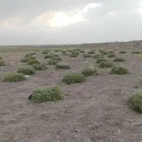 خار شتری